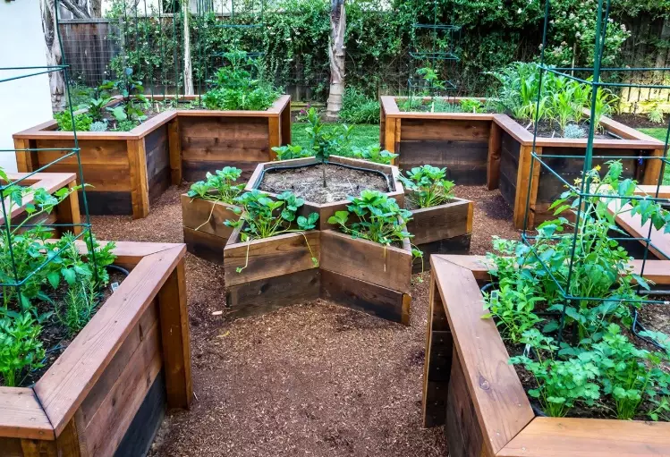 raised bed vegetable garden