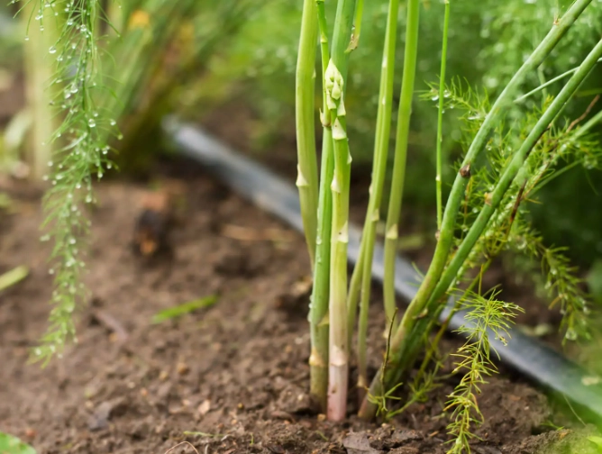 asparagus planting guide