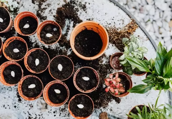 sowing seeds in winter