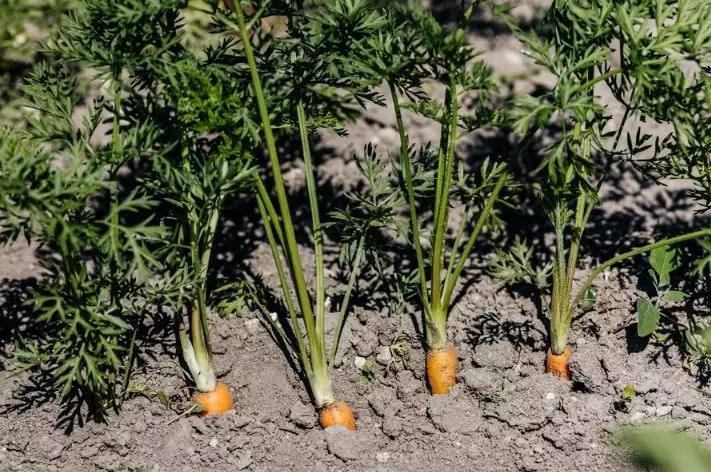 when to plant carrots