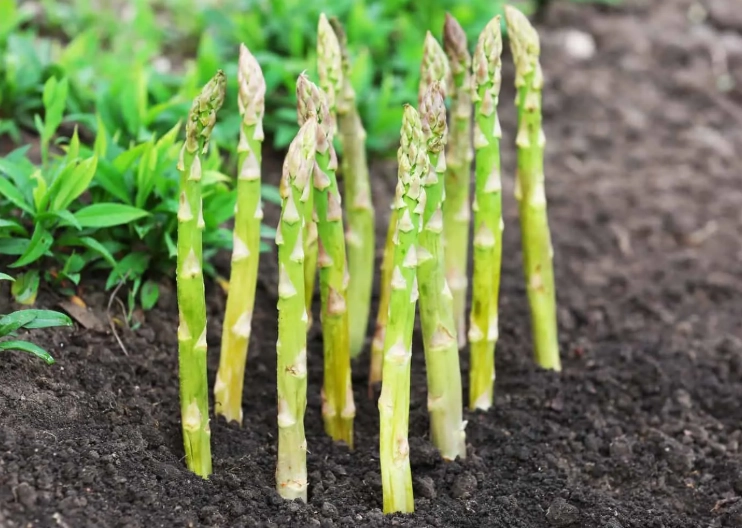asparagus care tips