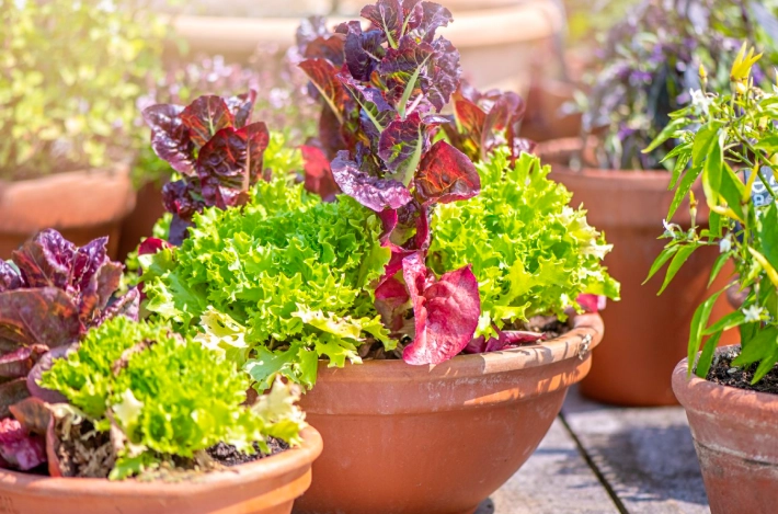 edible landscaping edible landscaping