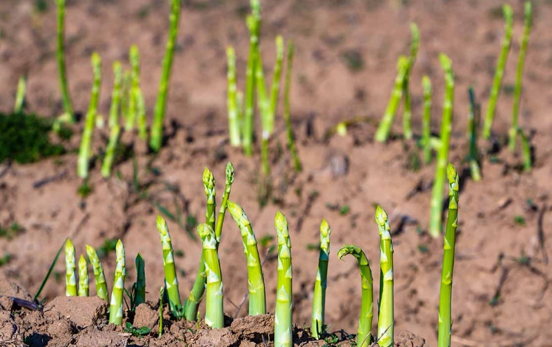 asparagus planting guide