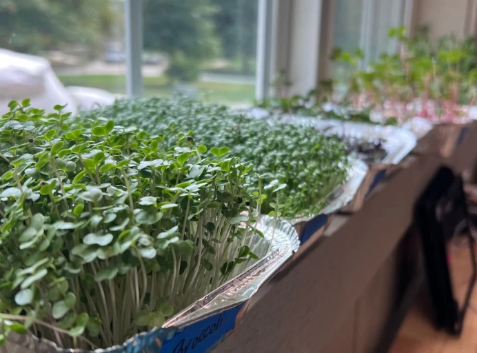 microgreens growing kit