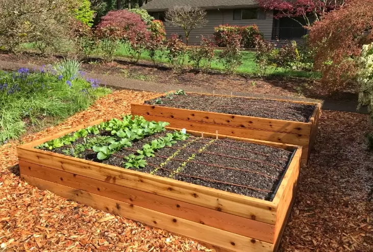 raised garden beds