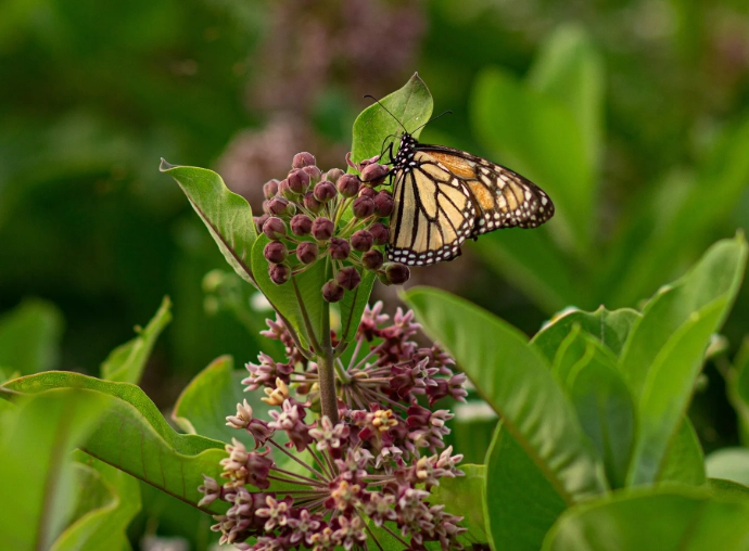 milkweed for monarch butterflies