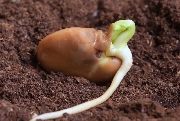 how to germinate seeds