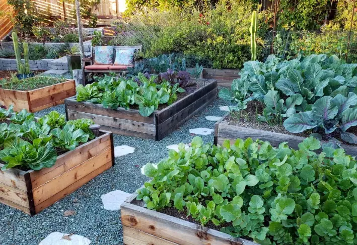 vegetable garden beds