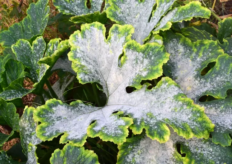 zucchini leaf white spots