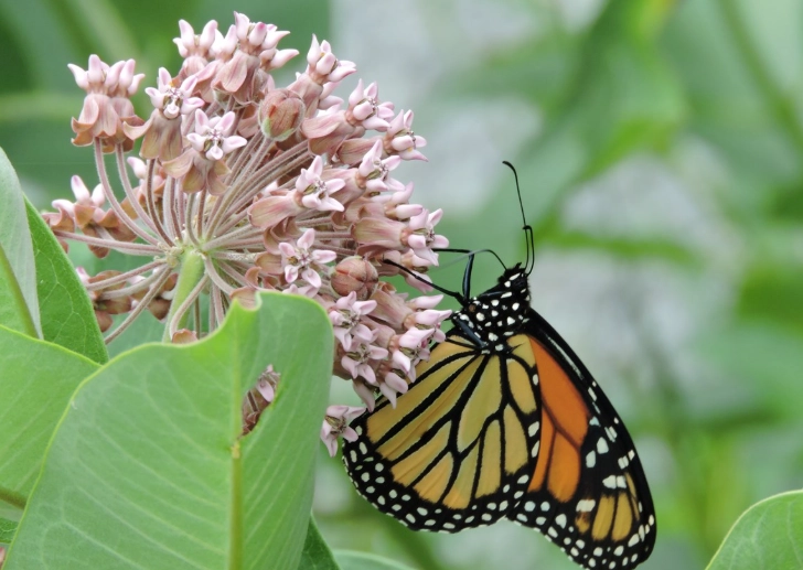 planting milkweed