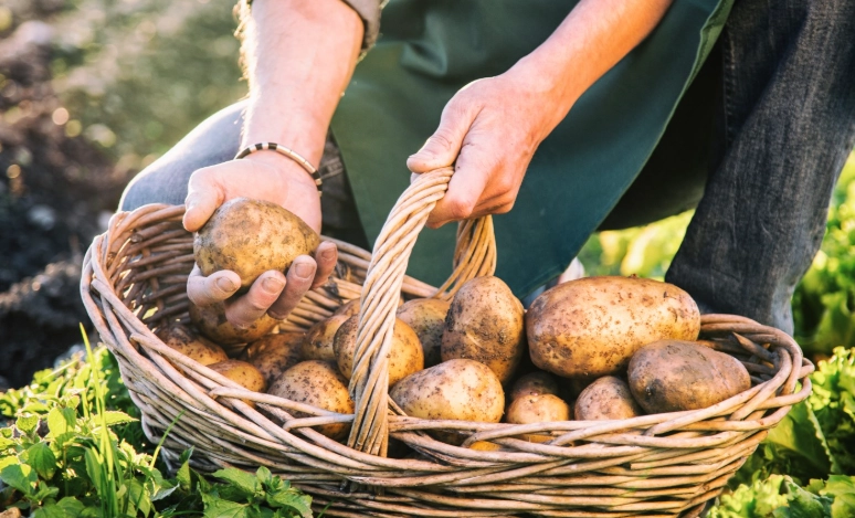 when to fertilize potatoes when to fertilize potatoes
