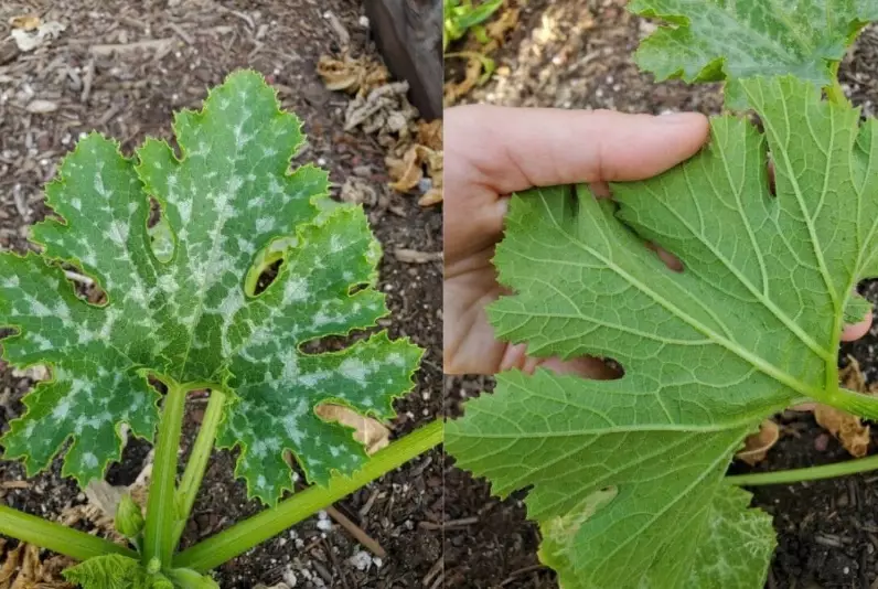 powdery mildew zucchini
