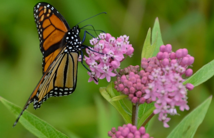 milkweed for monarch butterflies