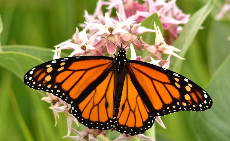 milkweed for monarch butterflies