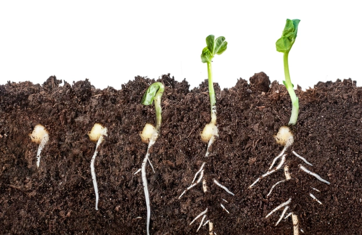 seed germination methods