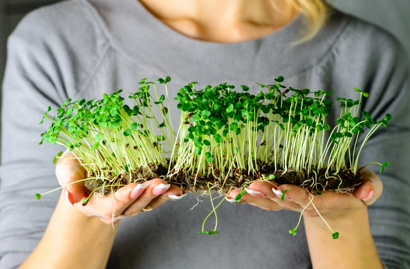 best microgreens to grow