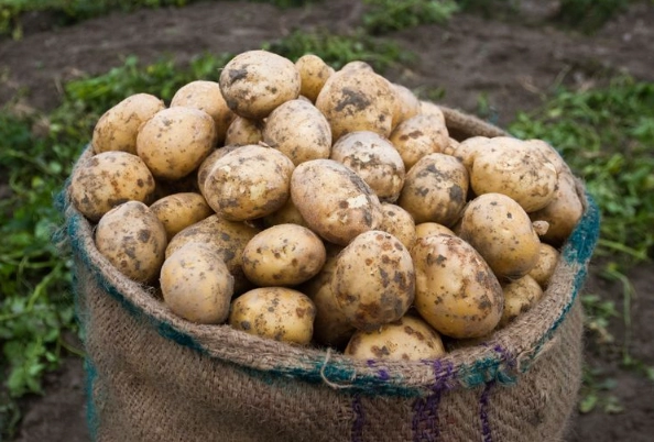 when to fertilize potatoes when to fertilize potatoes