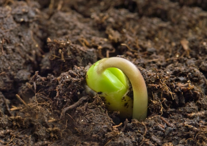 how to germinate seeds