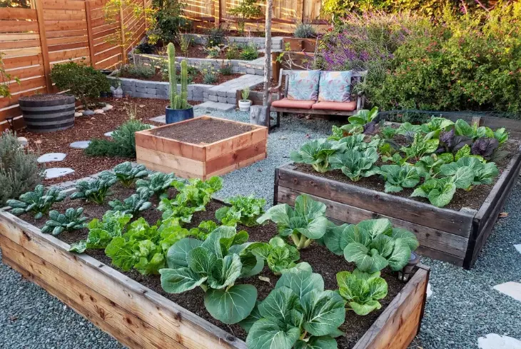 raised garden beds