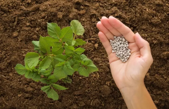 best fertilizer for potatoes best fertilizer for potatoes