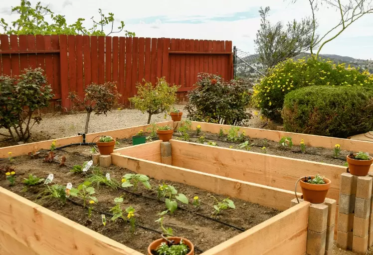 vegetable garden beds