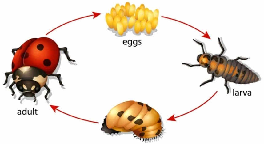 ladybug larvae identification