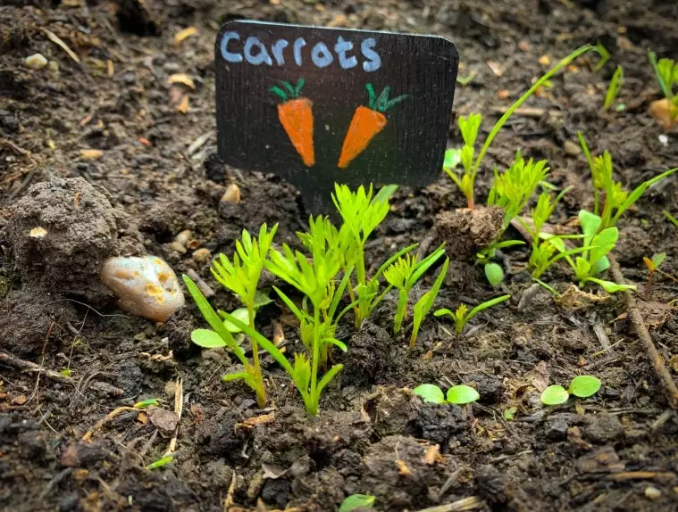 carrot planting schedule