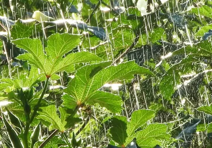 how often to water okra