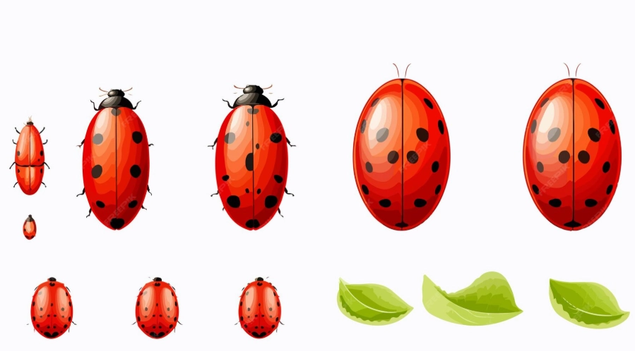 ladybug larvae identification