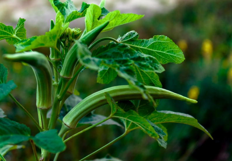 overwatering okra