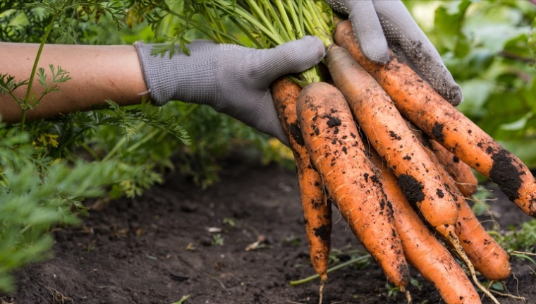 planting carrots