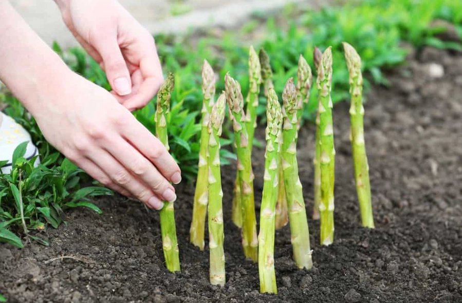how to sow asparagus seeds