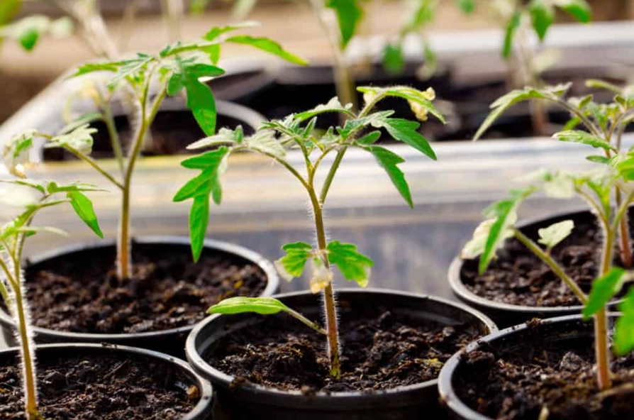 growing tomatoes from seed