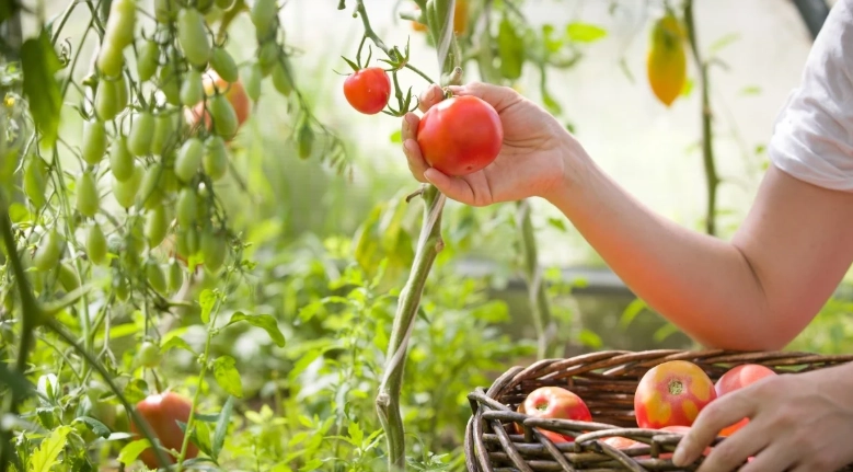 tomato harvest time tomato harvest time