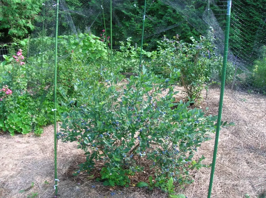 blueberry bush care