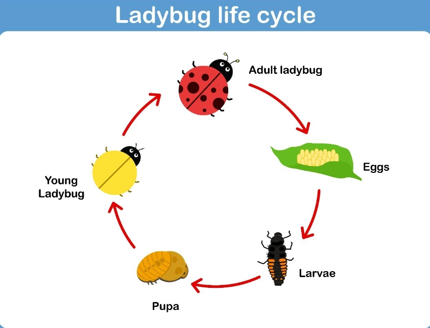 ladybug life cycle