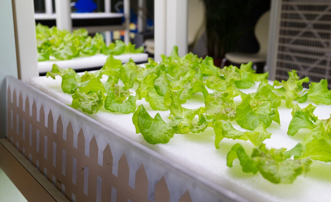 hydroponic gardening hydroponic gardening