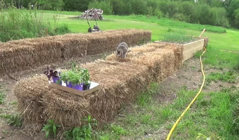 low maintenance landscaping