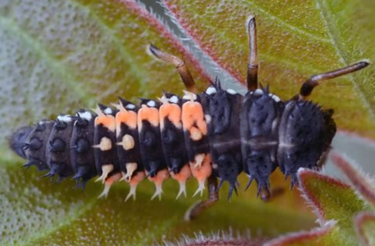 how to attract ladybugs how to attract ladybugs