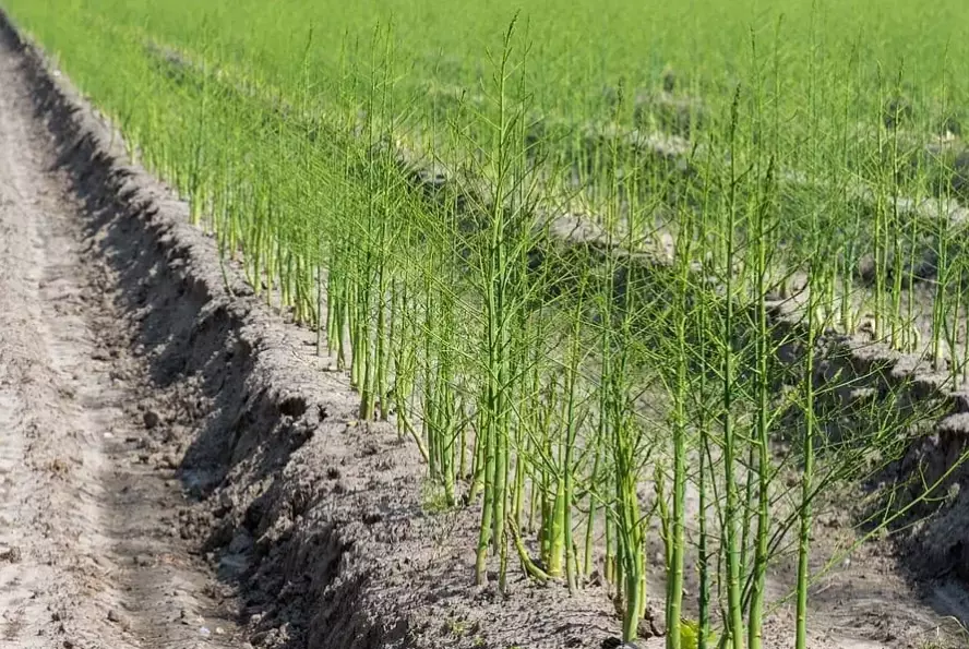 asparagus planting