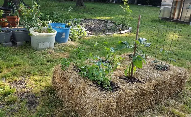 drought tolerant garden