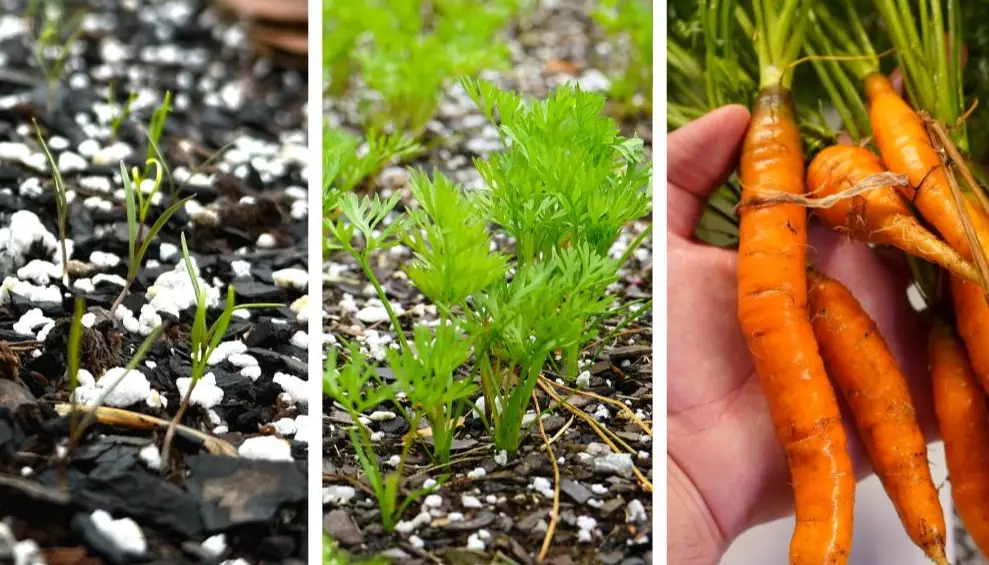 carrot growth stages