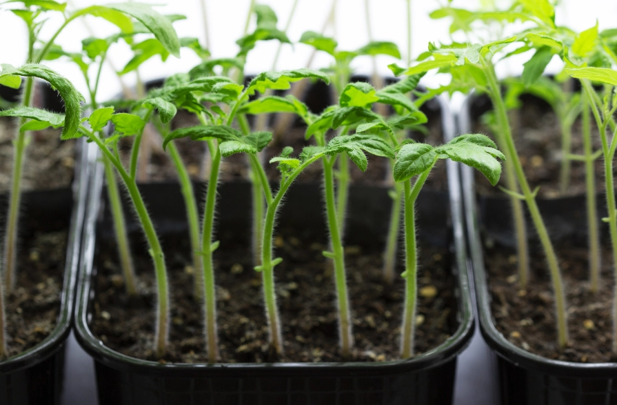 growing tomatoes from seed
