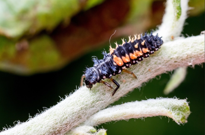 beneficial insects for garden beneficial insects for garden