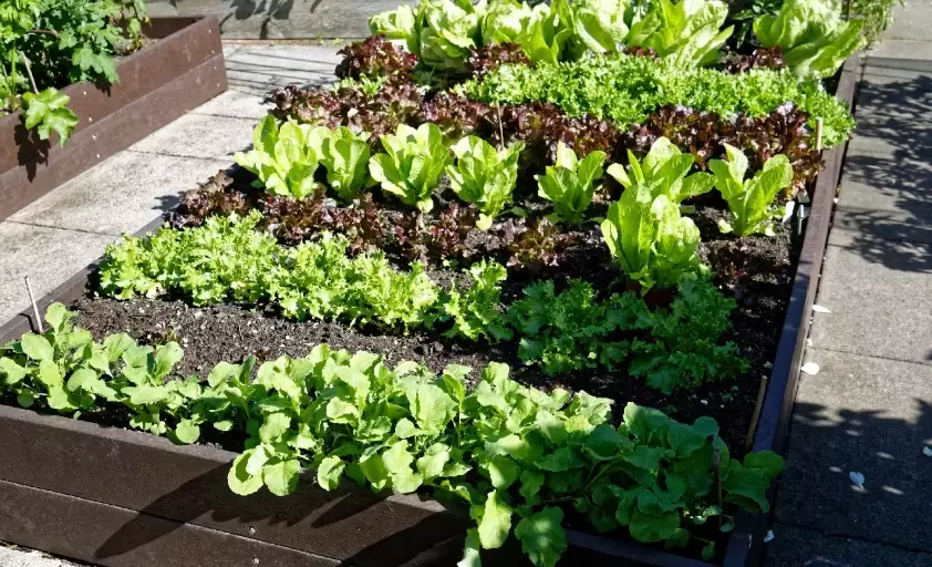 how to make raised bed soil