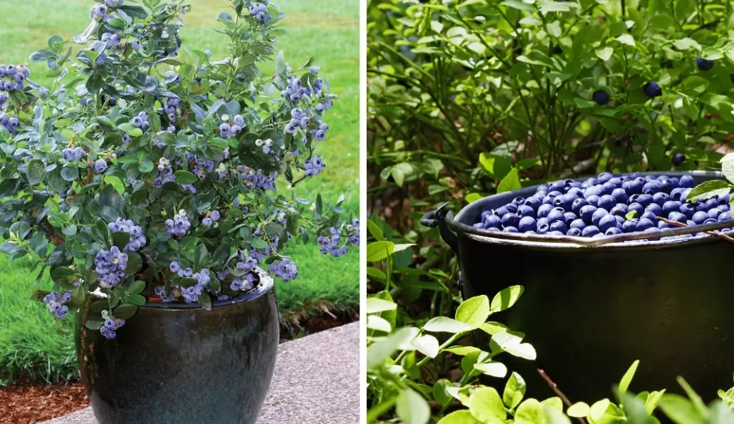 growing blueberries
