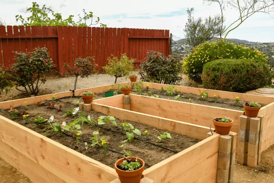 raised bed gardening