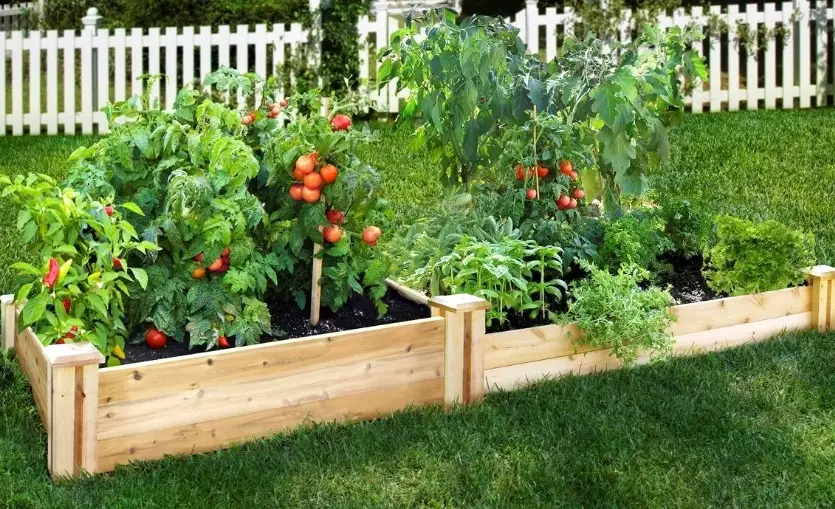 best soil for vegetable raised beds