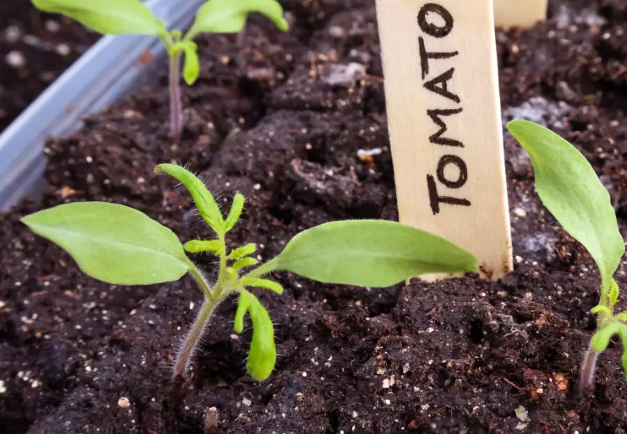 tomato seedlings care