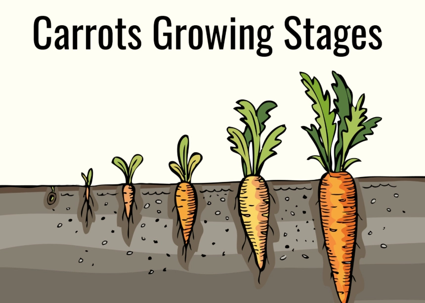 carrot growth stages